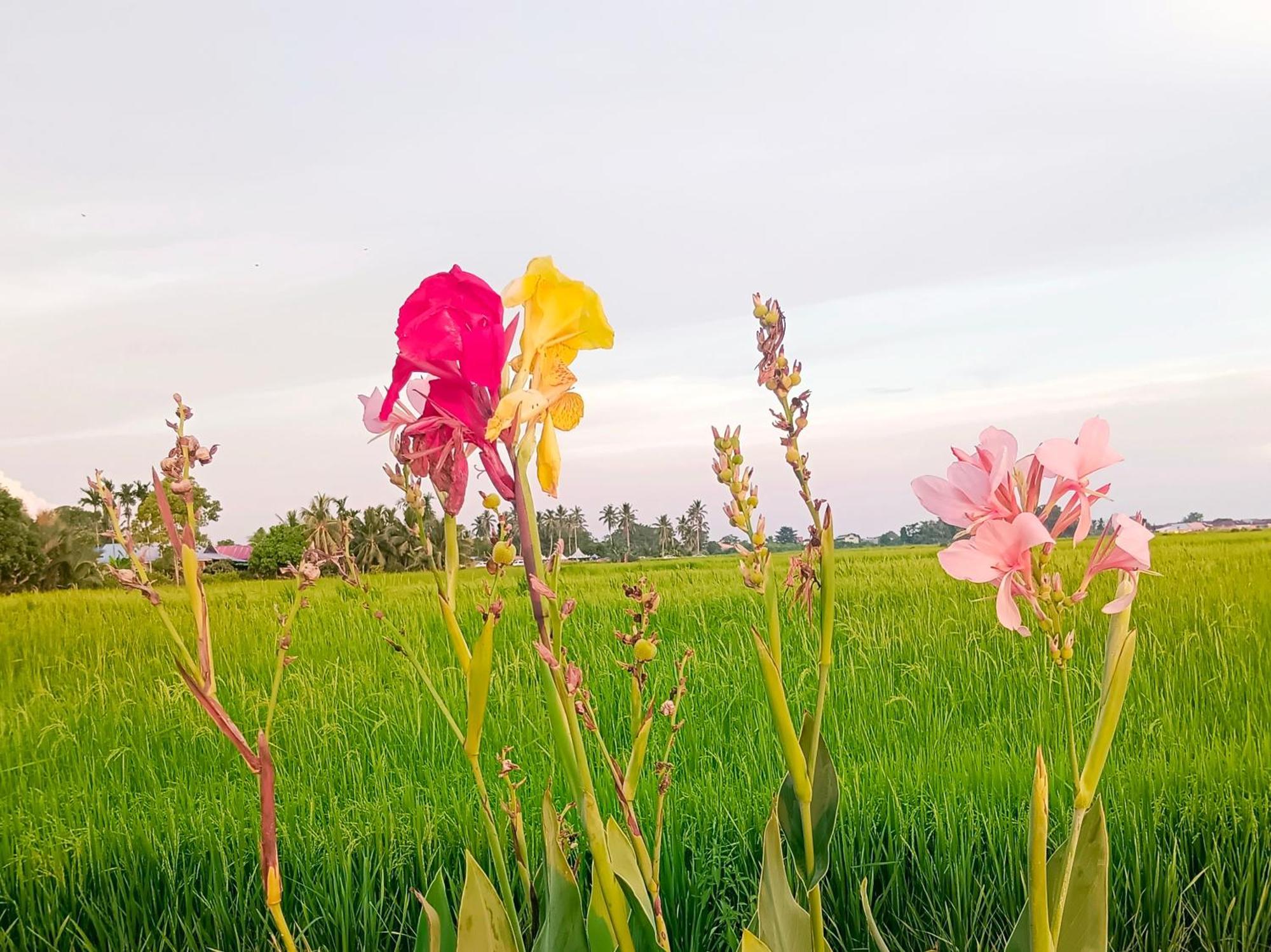 Kurau Inn Farmstay Kuala Kurau Εξωτερικό φωτογραφία